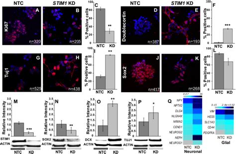 Frontiers Stable STIM1 Knockdown In Self Renewing Human Neural