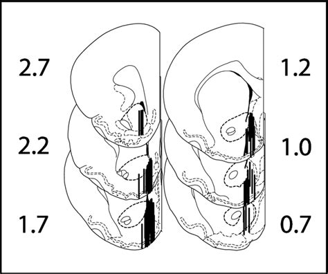 1 Histological Analysis To Confirm Probe Placements In The Nucleus