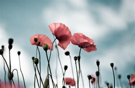 La Amapola De Maíz Florece Rhoeas Del Papaver Foto de archivo Imagen