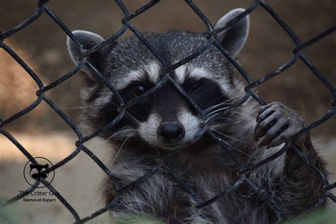 10 Natural Predators that Eat Raccoons in Ontario