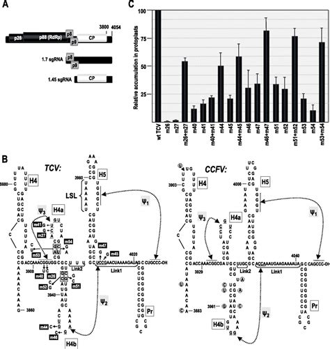 Structural Domains Within The Untranslated Region Of Turnip Crinkle