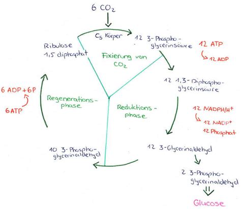 Stoffwechsel Dunkelreaktionen Der Photosynthese Mit Calvinzyklus