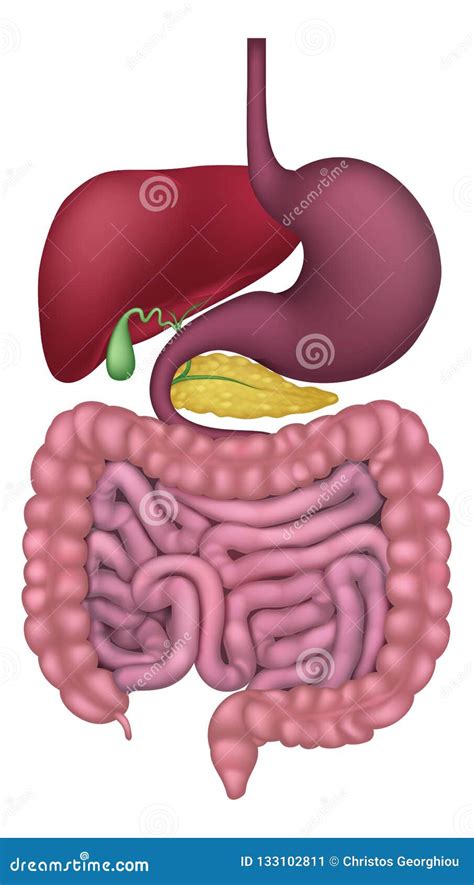 Human Gastrointestinal Tract Cartoon Vector 21862075