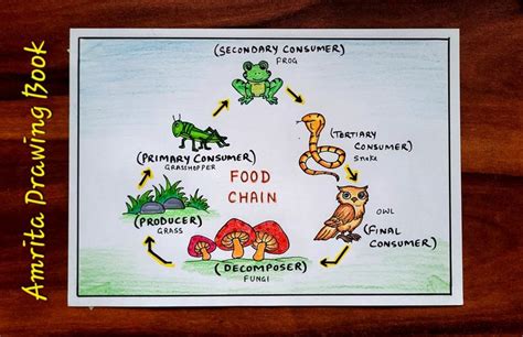 Food chain diagram easy for kids | Food cycle drawing | How to Draw Food chain diagram simple ...