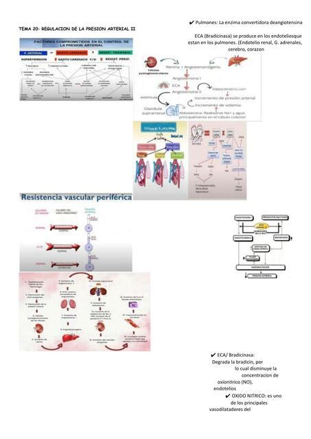 Tema 20 Regulacion De La Presion Arterial Ii Gabriela Majano Udocz