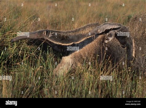 Giant Anteater Junge Myrmecophaga Tridactyla In Wilde Serra Da