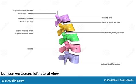 Lumbar Vertebrae Lateral View Stock Photography CartoonDealer