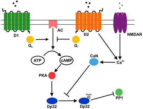 Dopamine And Glutamate Signaling Pathways That Modulate Darpp 32s