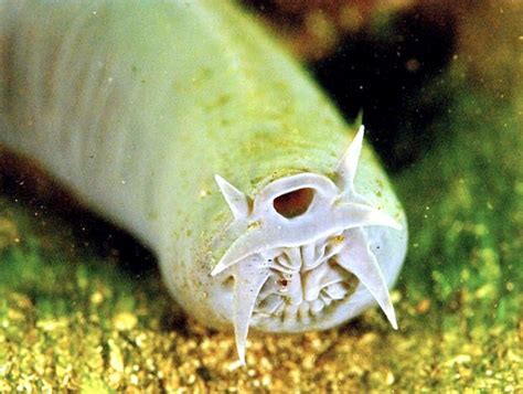 Hagfish Ocean Treasures Memorial Library