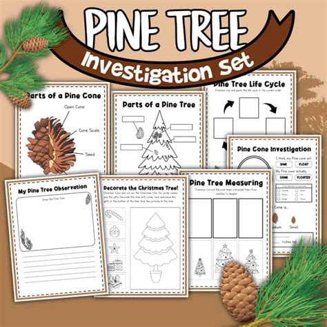 Pine Tree Science Activities For Kids Hess Unacademy