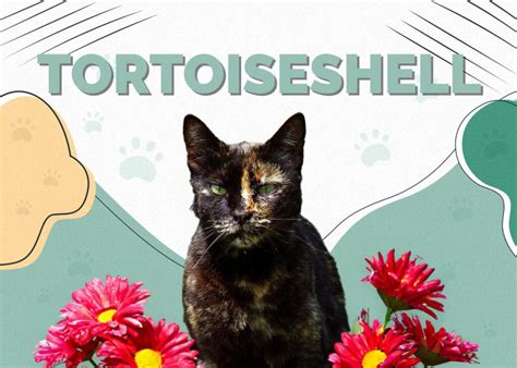 Tortoiseshell Cat Info Pictures Characteristics And Facts Hepper