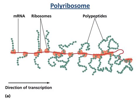 Microbial Genetics Ppt