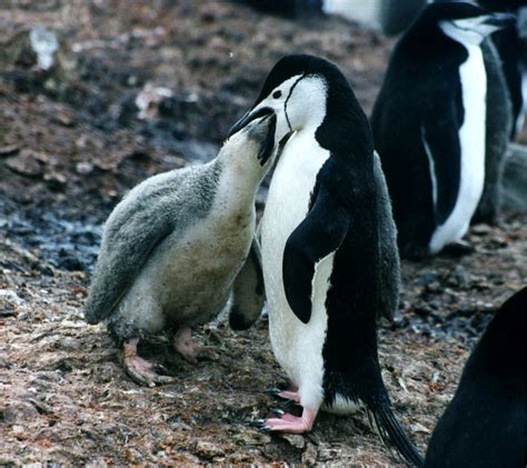 How Do Penguins Feed Their Baby? - Penguins Blog