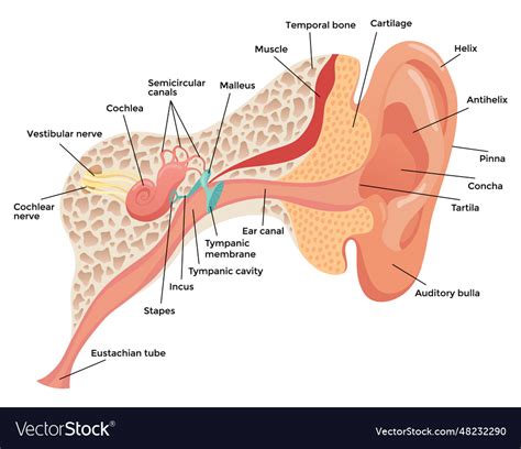 Human ear anatomy structure anatomical diagram Vector Image