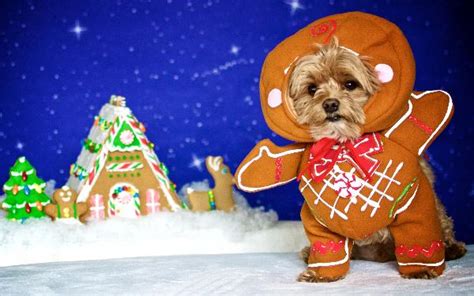 Gingerbread Pup Dog Costume | BaxterBoo