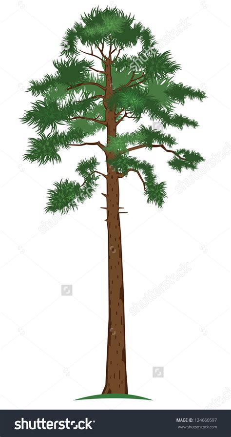 Tall Tree Clipart 20 Free Cliparts Download Images On Clipground 2024