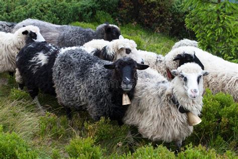 Sheep On The Trail In The Mountains Stock Image Image Of Landscape