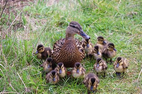 Enten Stockenten Tiere Kostenloses Foto Auf Pixabay Pixabay