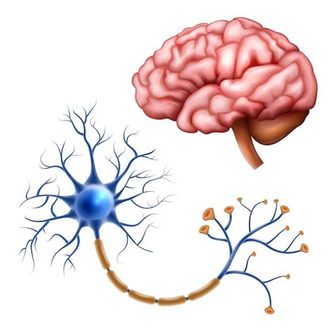 Nervous System Stock Vector Illustration Of Neurology 95350131