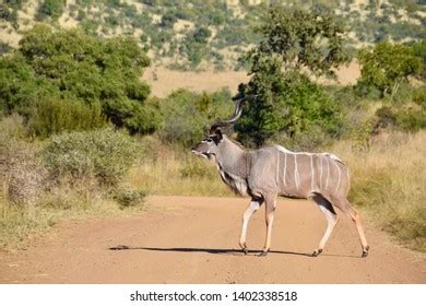 3 207 Kudu Bull Images Stock Photos Vectors Shutterstock