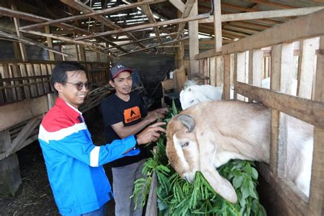 Bangkitkan Perekonomian Warga Lereng Semeru Pertamina Cilacap Salurkan