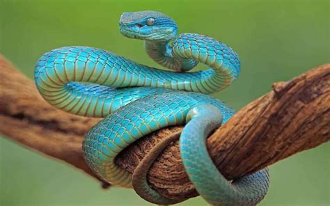 Sonhar Cobra Azul Bom Ou Ruim Qual O Significado