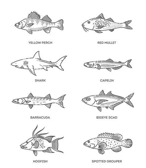 Share More Than 202 Different Types Of Fish Drawing Latest