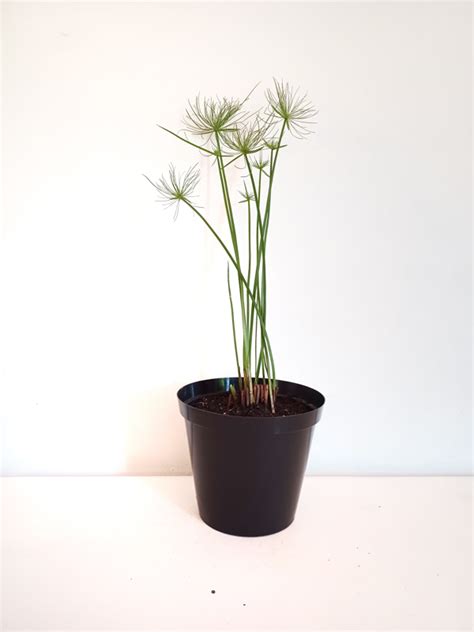 Cyperus Papyrus Nana Pond Garden Plants