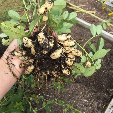 Plant Peanuts Nut Bush By Tracy Woods In Vegetable Garden 2015 Plants Map Edible Garden