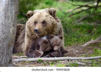 Brown Bear Cubs Forest Stock Photo 704082832 | Shutterstock