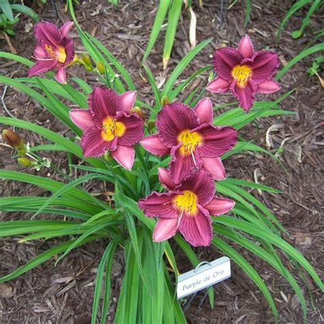 Purple De Oro Daylily