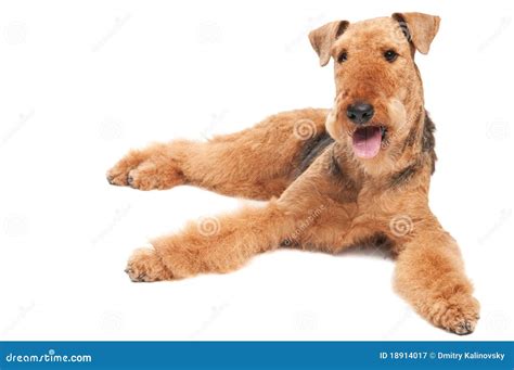 Two Airedale Terrier Dogs Playing And Jumping With His Master Royalty