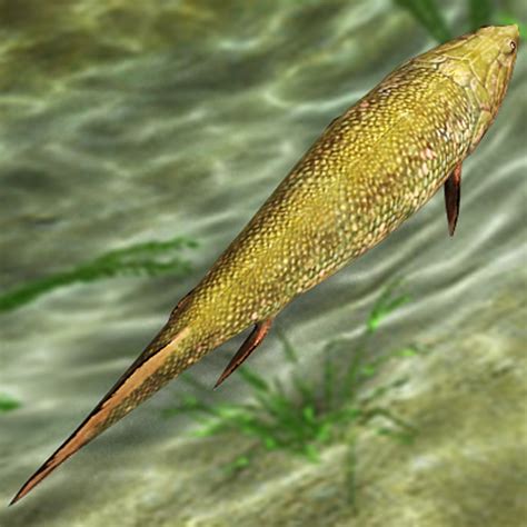 Maya Panderichthys Prehistoric Fish