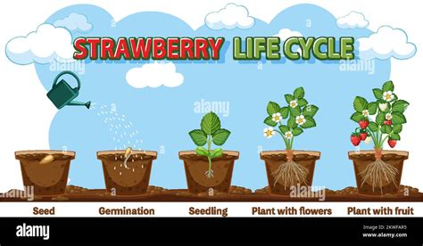 Strawberry Plant Growth Stages Illustration Stock Vector Image Art