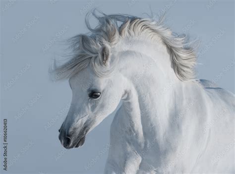 Purebred white arabian horse Stock Photo | Adobe Stock