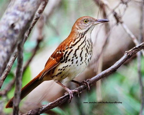 Backyard Birdingand Nature Brown Thrasher