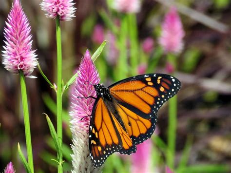 Mariposa De Monarca Del Lago Toronto En Una Flor Hermosa Foto De