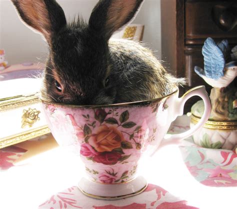 You Cant Digest These 50 Cute Animals In Cups