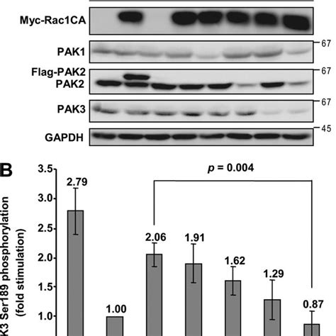 Requirement Of Group I Paks For Rac1 Induced Activation Loop Download Scientific Diagram