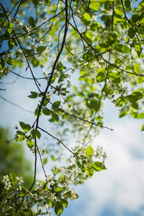 Kostenlose Foto Baum Natur Wald Ast Bl Hen Himmel Sonnenlicht