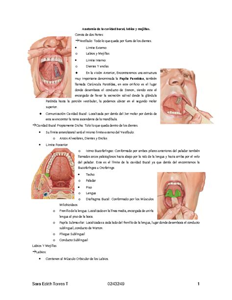 Anatomía de la cavidad bucal Anatomía de la cavidad bucal labios y