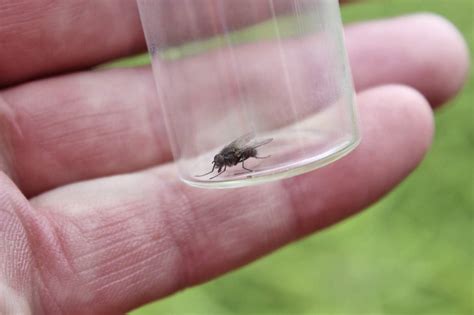 Śmietka kapuściana cechy progi szkodliwości i zwalczanie