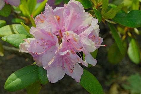 Hd Wallpaper Rhododendron Japanese Azalea Japanese Azalea Macro