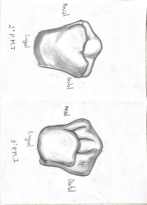 Desenhos Pré Molares Inferiores Anatomia e Escultura Dental