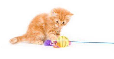 Choosing toys for kittens - Your Cat