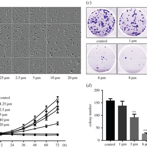 Compound D Inhibits The Proliferation Of Hct Cells A