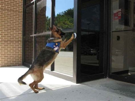 German Shepherd Service Dog Training | PETSIDI