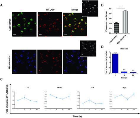 Lysosomes And Mitochondria Involvement In Nt B 700 Uptake In U937