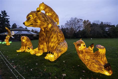 Seattles Woodland Park Zoo Hangs Out The Wildlanterns For The Holidays