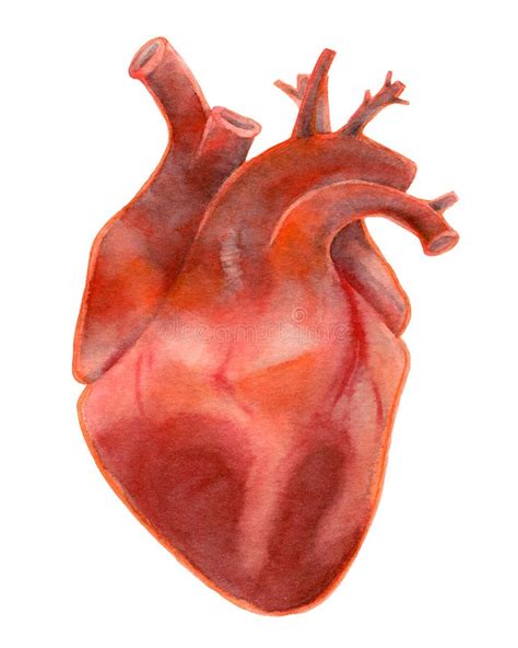 Watercolor Realistic Human Heart Isolated On White Stock Illustration